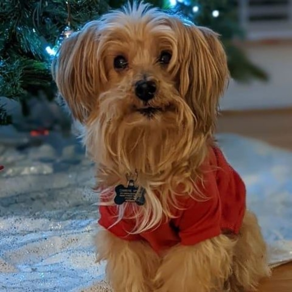 Meet your Posher, Christie